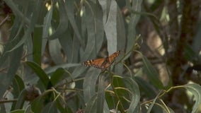 An underwhelming year for monarch butterflies