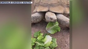 Senior care facility searches for 200-pound tortoise