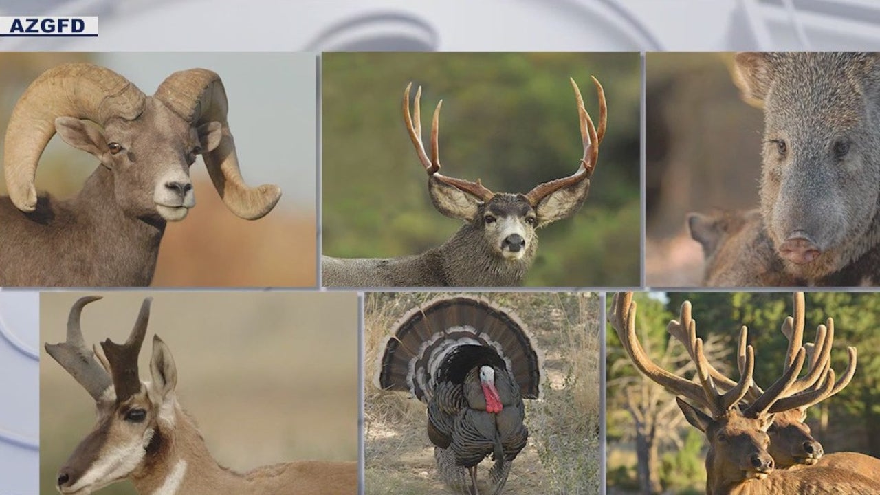 AG: 14 suspects in trouble for poaching wildlife | FOX 10 Phoenix