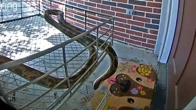 Large chicken snake outside Cypress home: VIDEO