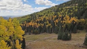 Leaves in Flagstaff are starting to change color