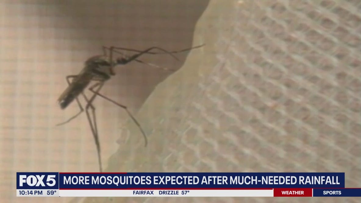 Recent wet weather could lead to increase in mosquito activity