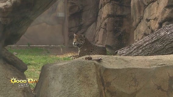 Good Day Uncut: Elmwood Park Zoo