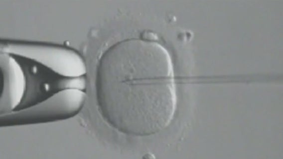 President Trump signs executive order on IVF