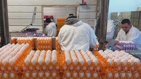 Trump administration sues California over egg prices
