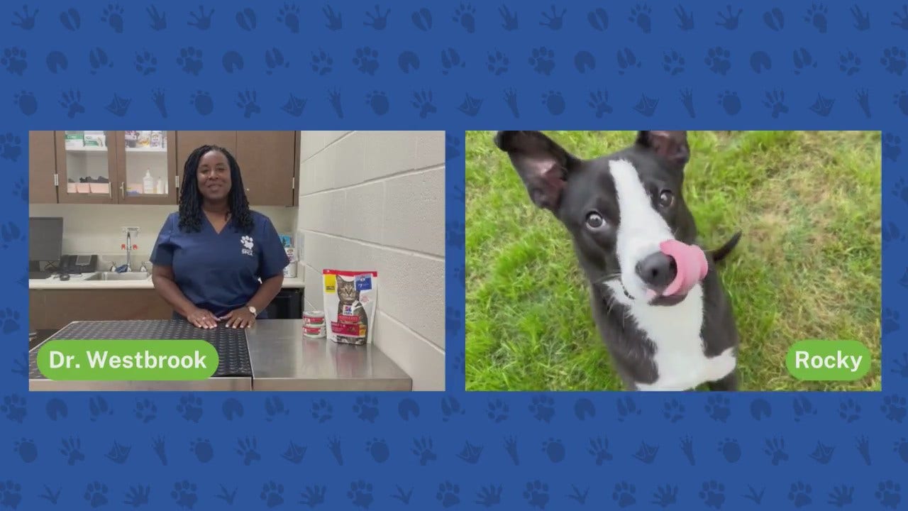 Adopting a large breed dog | Pet Pawcast