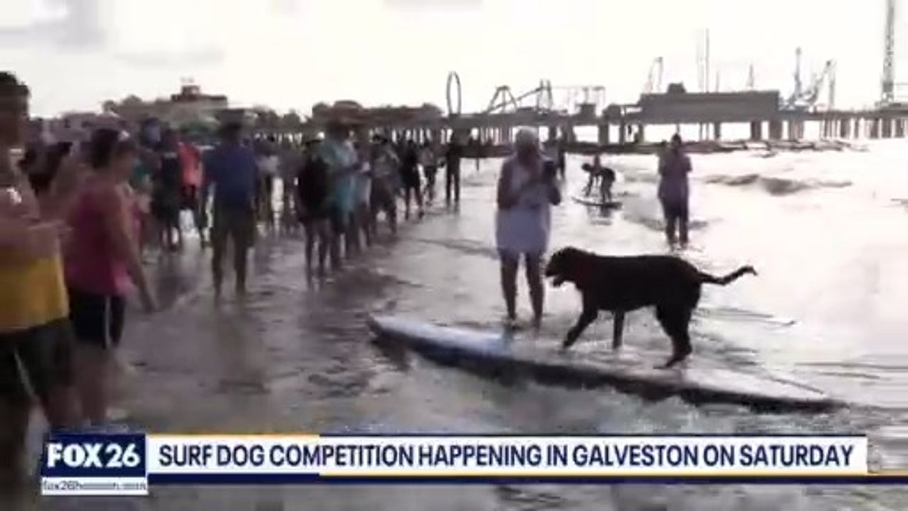 Furry Friends Friday