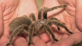 Tarantulas steal the show at Brookfield Zoo Chicago