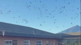 Bats take over NAU dorm