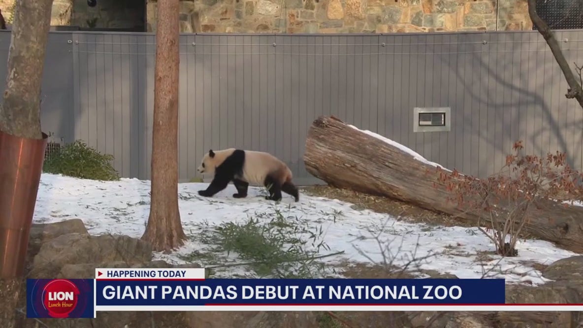 DC's giant pandas Bao Li and Qing Bao make public debut