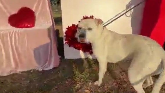 Find your 'furr-ever' Valentine through Osceola Animal Services