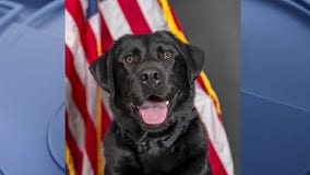 New K-9 joins Lake County's cryptocurrency team
