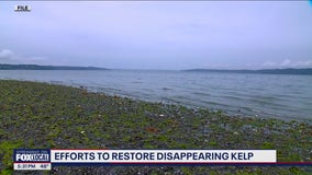 Kelp disappearing from Puget Sound, researchers step in