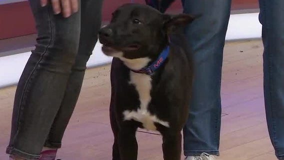 Adopt-A-Pet: Meet Lavender