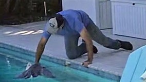 Florida man cited for shooting, killing great blue heron and duck on his property: FWC