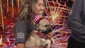 Keeping your dog safe on the Fourth of July