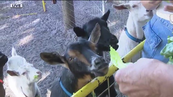 Green Meadows Petting Farm reopens in new location