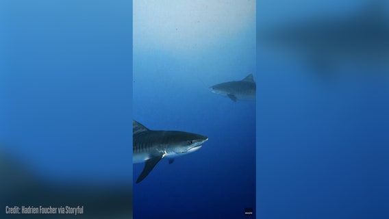 Watch: Sharks circle scuba divers in Maldives