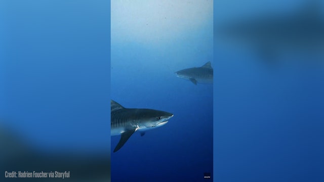 Watch: Sharks circle scuba divers in Maldives
