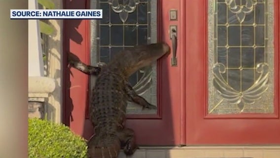 Alligator comes knocking: Florida woman finds unexpected visitor at front door