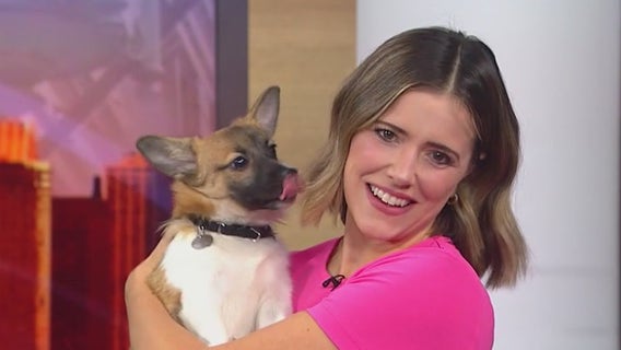 PAWS Chicago to host 2nd annual Rescue Together event