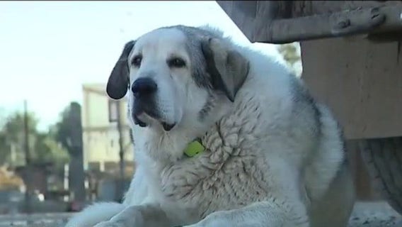 Farm dog helps to locate missing 2-year-old boy