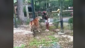 Watch: Woman climbs into tiger enclosure