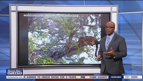 Squirrel and mountain lion staredown