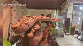 5-foot boa constructor found on Upper West Side