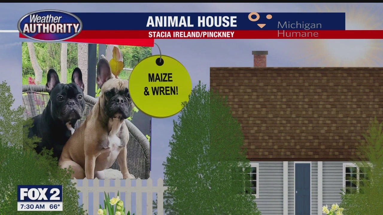 Welcome Wren, Maize, Angela, Lucky | FOX 2 Detroit