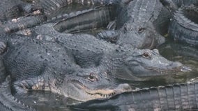 Charley visits Croc Encounters in Hillsborough County