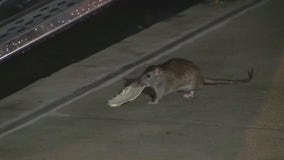 Meet the Tortilla rat