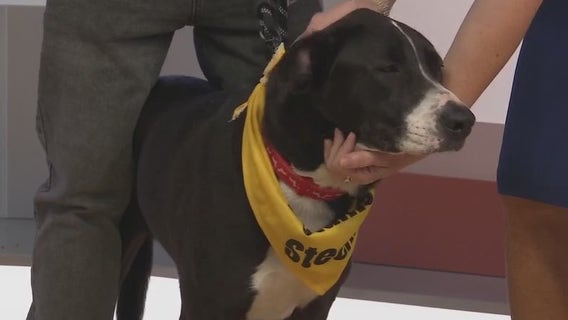 Adopt-A-Pet: Meet Savannah