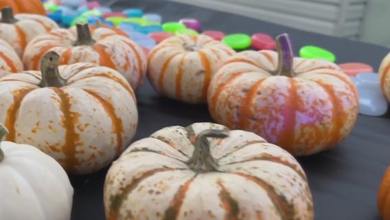 Inside the Magic Alley Enchanted Forest in Tampa