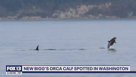 New orca calf spotted in Washington