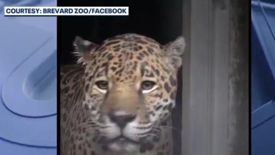 Brevard Zoo welcomes 'Khan' the jaguar
