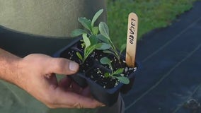 Planting heat-tolerant winter greens