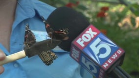 Butterflies are back at Chattahoochee Nature Center