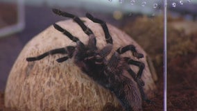 Tarantula warning for Texas, rare super blue moon