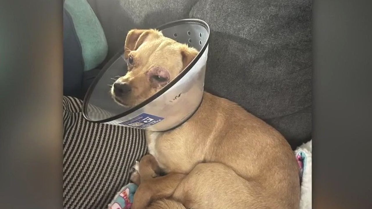 Chihuahua in recovery after surviving abuse | FOX 11 Los Angeles