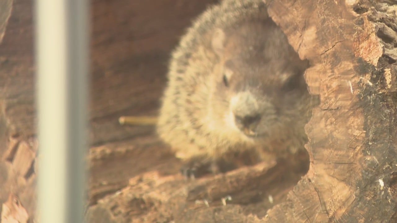 Staten Island Chuck makes Groundhog Day prediction FOX 5 New York