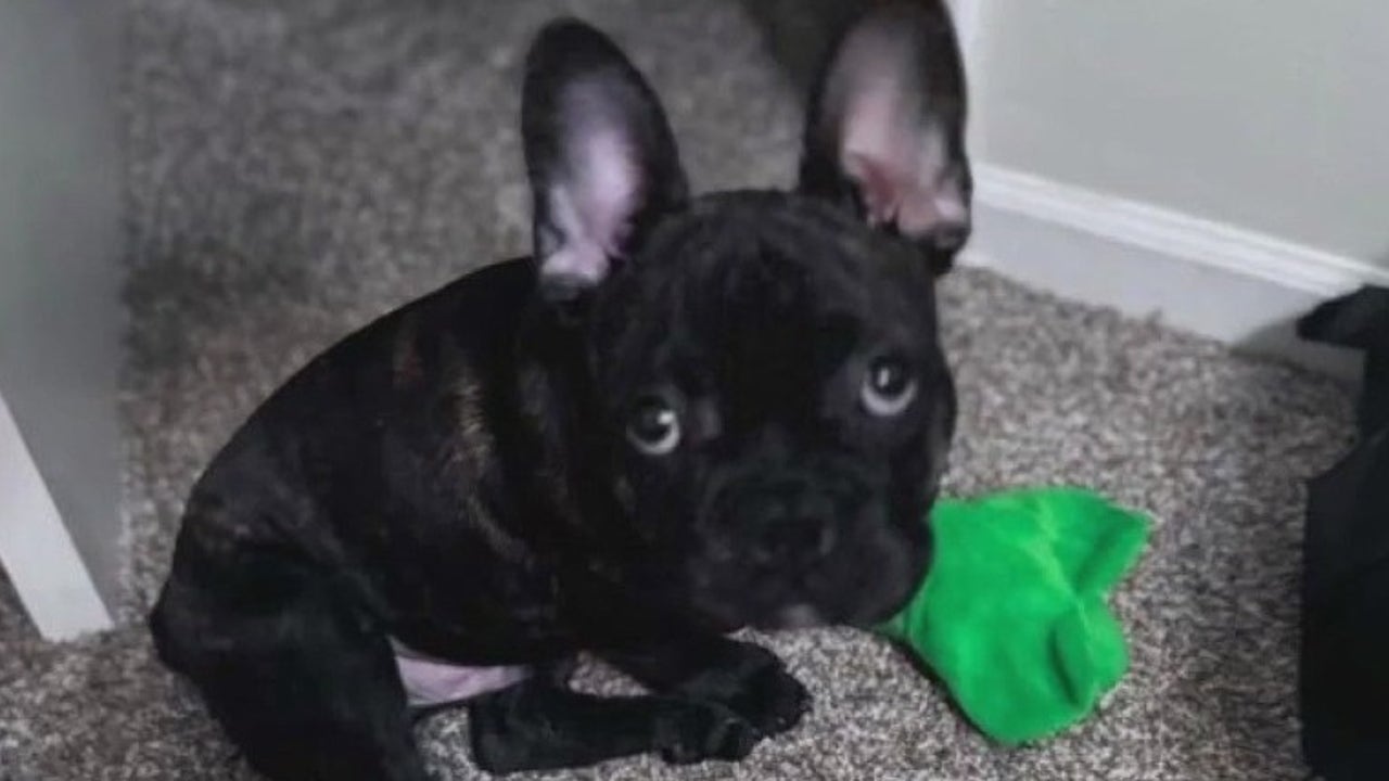 Troy Woman Reunites with Stolen French Bulldog after Police Sting