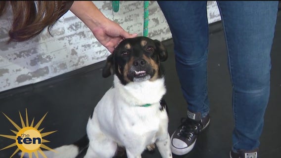 Edgar needs a new home | The Ten