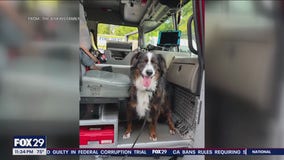 NJ pet groomer owner arrested on drug charges after dog dies in his care