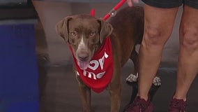 Meet Canela: Our Pet of the Day