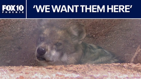 Progress over politics: Finding middle ground on wolf recovery