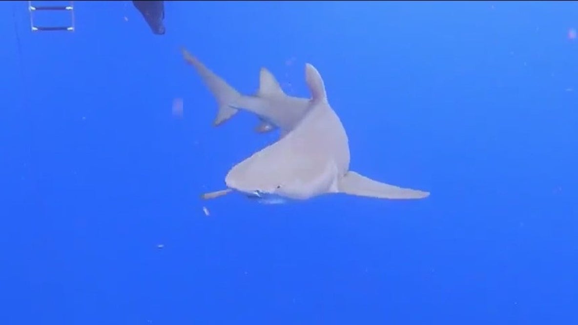 New at 5: Are selfies to blame for shark bites? | Measles cases hit new record: CDC