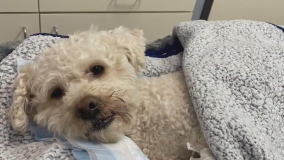 Houston-area dog owner watches in horror as 3 big dogs attack her small dog causing deadly injuries