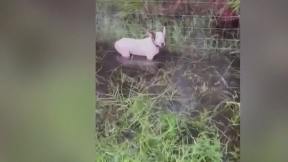 ‘Trooper’s Law’: Dog abandoned on I-75 during Hurricane Milton evacuations inspires Florida bill