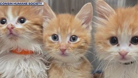 23 cats surrendered to shelter